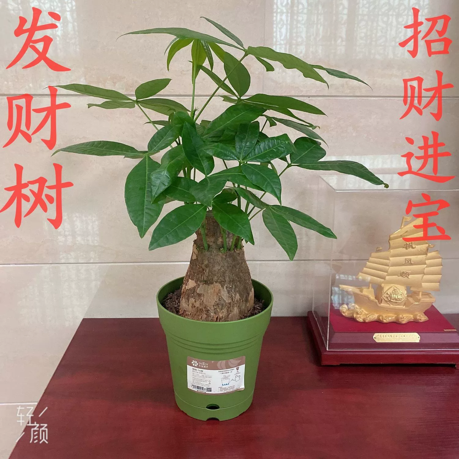 家居风水植物 书籍_办公室风水植物摆放风水禁忌_墓地风水 风水书籍分类