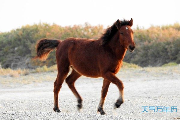 生肖属龙的属相婚配表_龙马生肖婚姻配对_生肖婚配属相婚配表