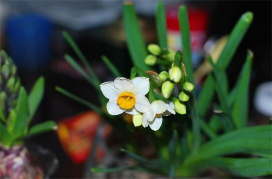 植物风水禁忌_养植物容易死的人风水_公司植物总是死风水