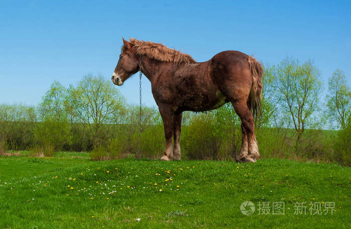 马匹健壮度_马匹健康观察_健康马匹的状态