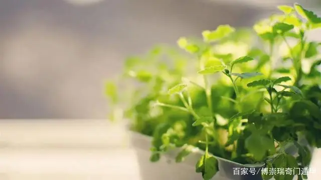 眉毛风水运势_开运眉毛风水_眉毛风水口诀50条