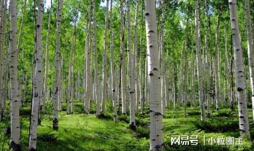 阳宅风水桃树_阳宅风水桃树_阳宅风水桃树