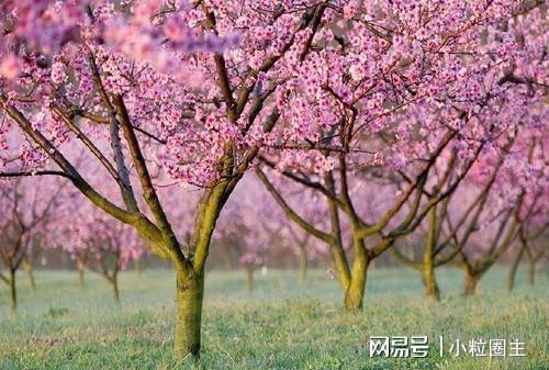 阳宅风水桃树_阳宅风水桃树_阳宅风水桃树