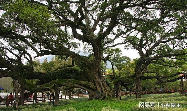 阳宅风水桃树_阳宅风水桃树_阳宅风水桃树