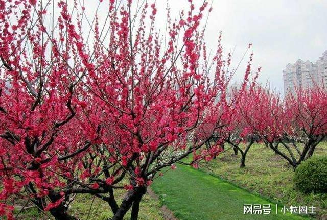 阳宅风水桃树_阳宅风水桃树_阳宅风水桃树