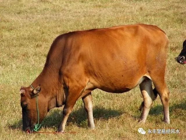 梅花易数断卦案例 地水师_梅花易数断卦解卦_梅花易数断卦视频